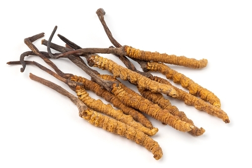 Cordycep,Sinensis,(dong,Chong,Xia,Cao),Isolated,On,White,Background.