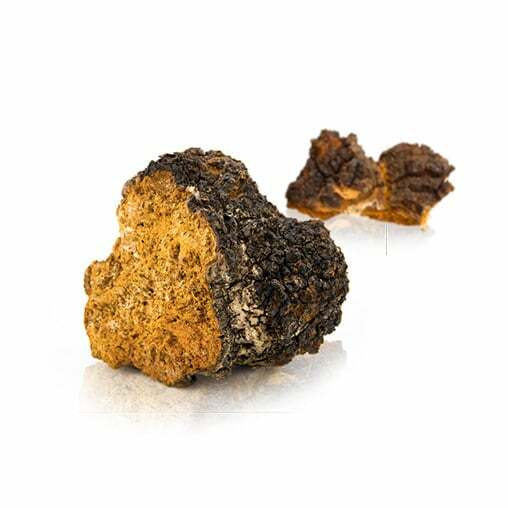 chaga